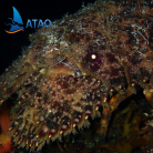 Snorkeling de nuit au départ de Grande Anse en VIP - privatisez la sortie pour votre groupe - ATAO PLONGEE