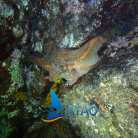 Snorkeling de nuit au départ de Grande Anse en VIP - privatisez la sortie pour votre groupe - ATAO PLONGEE