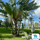 Guadeloupe, Hotel Canella Beach*** - Studio ou appartement, pour 2 à 5 personnes, avec petit-déjeuner