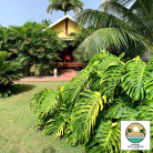 Evasion de Rêve avec Massage et Plateau créole - 2 NUITS au Domaine Saint-François en GUADELOUPE