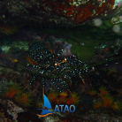 Snorkeling de nuit au départ de Grande Anse en VIP - ATAO PLONGEE